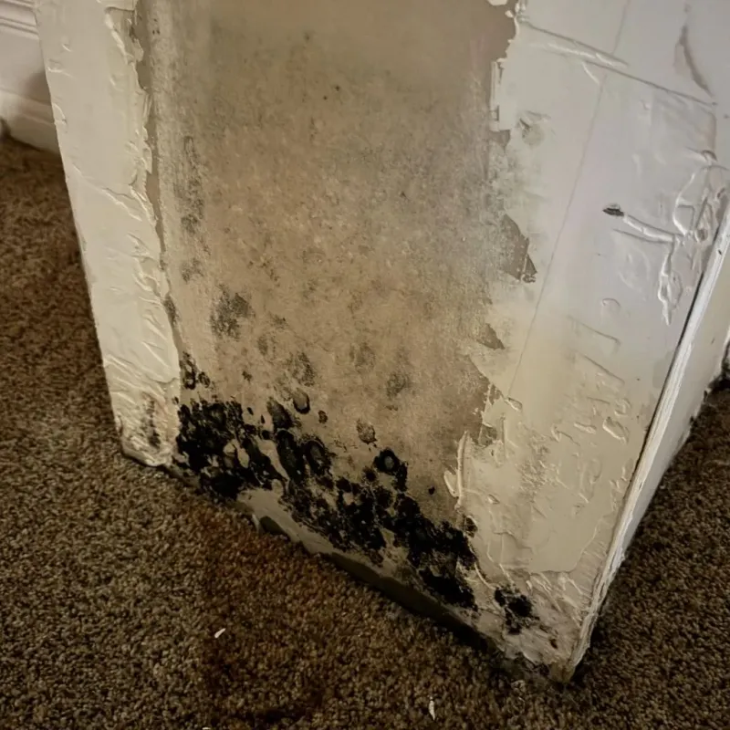 Professional Mold Removal in Rockville, MD